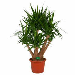 Yucca - Vertakt - Palmlelie - P45 H170 - Kamerplant