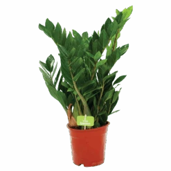 Zamioculcas Zamiifolia - Emerald Palm - P17 H60 - Kamerplant -Huisdecoratie zamioculcas zamiifolia emerald palm p17 h60 1 2