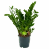 Zamioculcas Zamiifolia - Emerald Palm - P19 H70 - Kamerplant -Huisdecoratie zamioculcas zamiifolia emerald palm p19 h70 1 3
